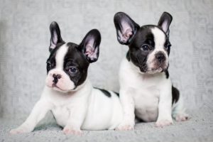 Chó Bull Pháp Có Bị Hôi không