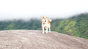 Bé chó Zuma tại Laputa Farm