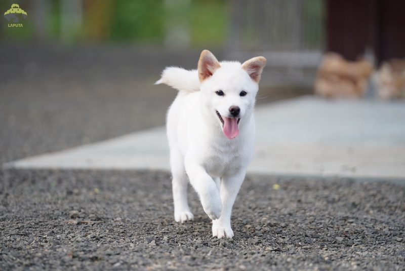 bé Bomie thuộc dòng shiba inu