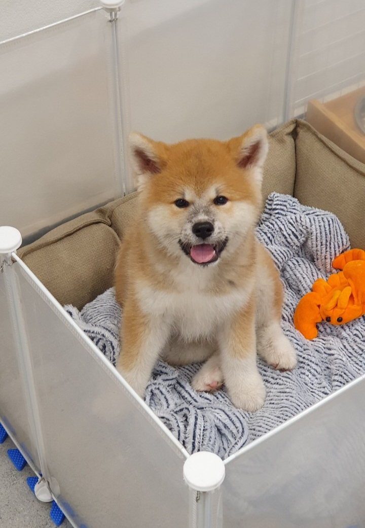 Huấn luyện chó Shiba