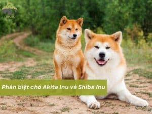 Akita Inu và Shiba Inu
