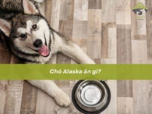 Chó Alaska ăn gì