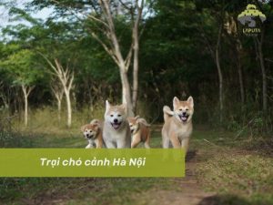 Trại chó cảnh Hà Nội