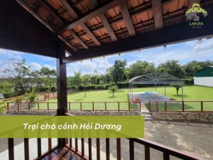 Trại chó cảnh Hải Dương