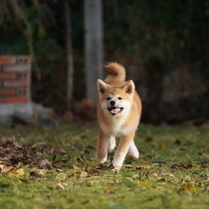 di