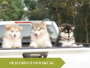 trại chó cảnh daklak