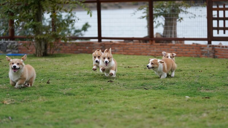 Dịch vụ phối giống chó Corgi