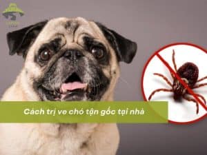 Cách trị ve chó