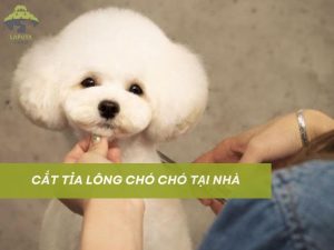 Cắt tỉa lông cho chó
