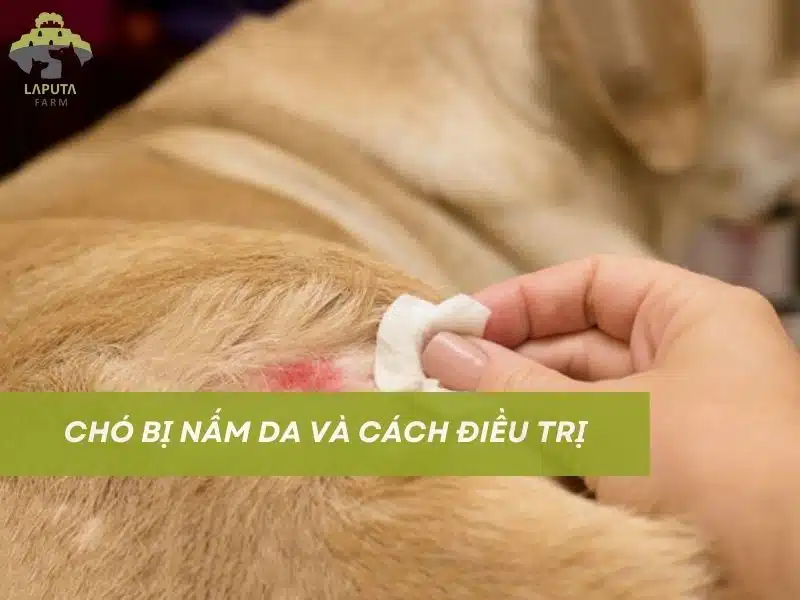 HÌNH ẢNH CHÓ BỊ NẤM DA