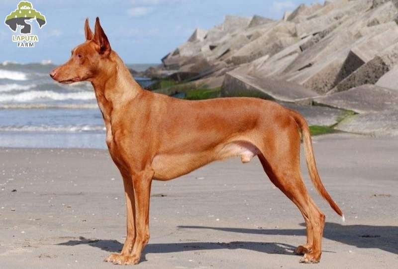 Chó săn Pharaoh - Pharaoh Hound
