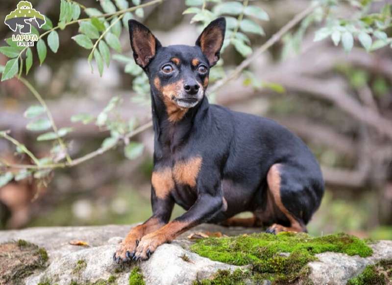 Bệnh thường mắc phải của chó Chihuahua và cách chữa trị