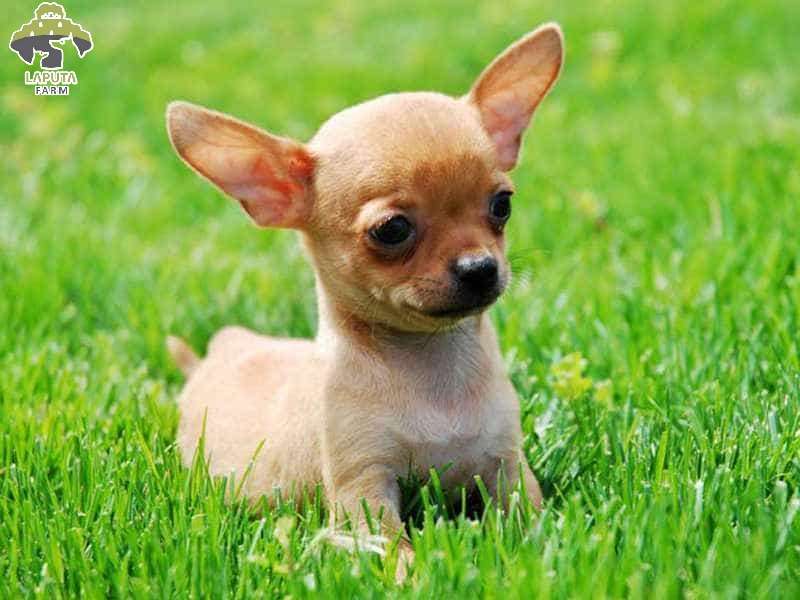Các yếu tố ảnh hưởng đến giá bán chó Chihuahua
