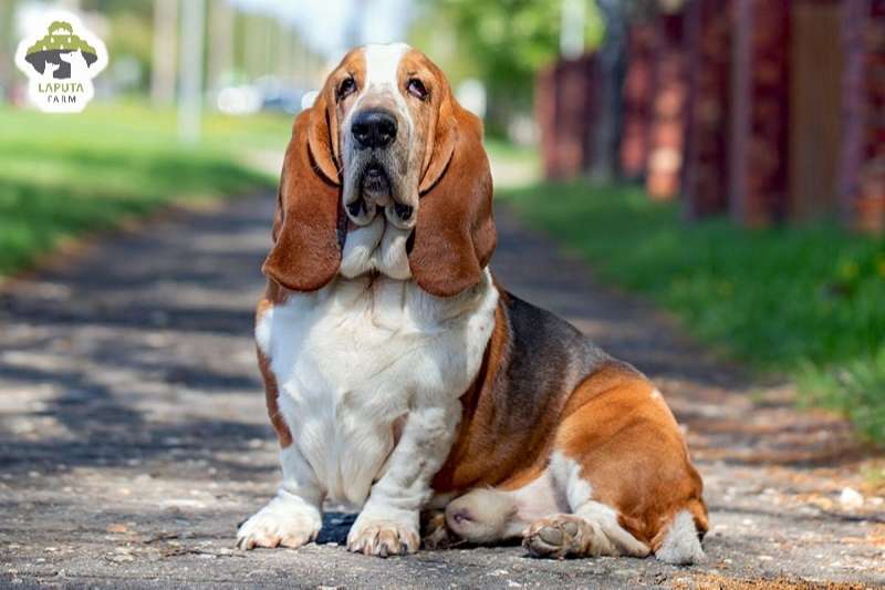 Chế độ dinh dưỡng chó Basset Hound