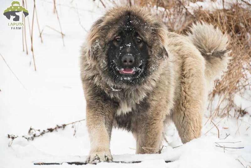 Chó Caucasian Ovcharka