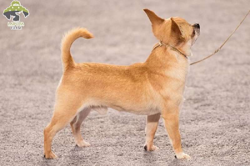 Đặc điểm ngoại hình của chó Chihuahua