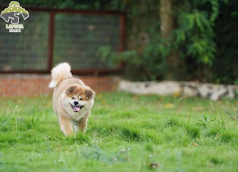 Fide dòng akita inu Fide dòng akita inu