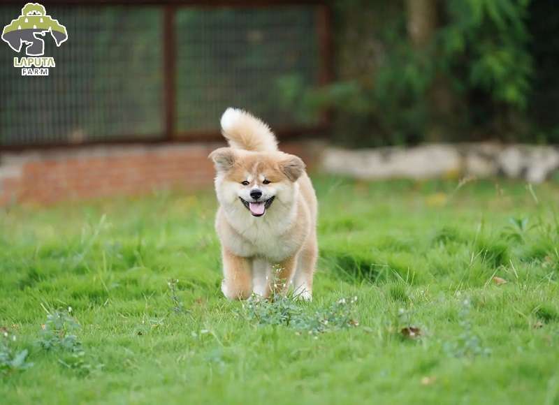 Fide dòng akita inu Fide dòng akita inu