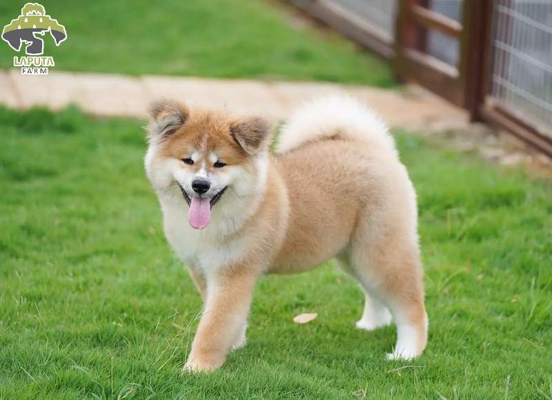 Fide dòng akita inu Fide dòng akita inu