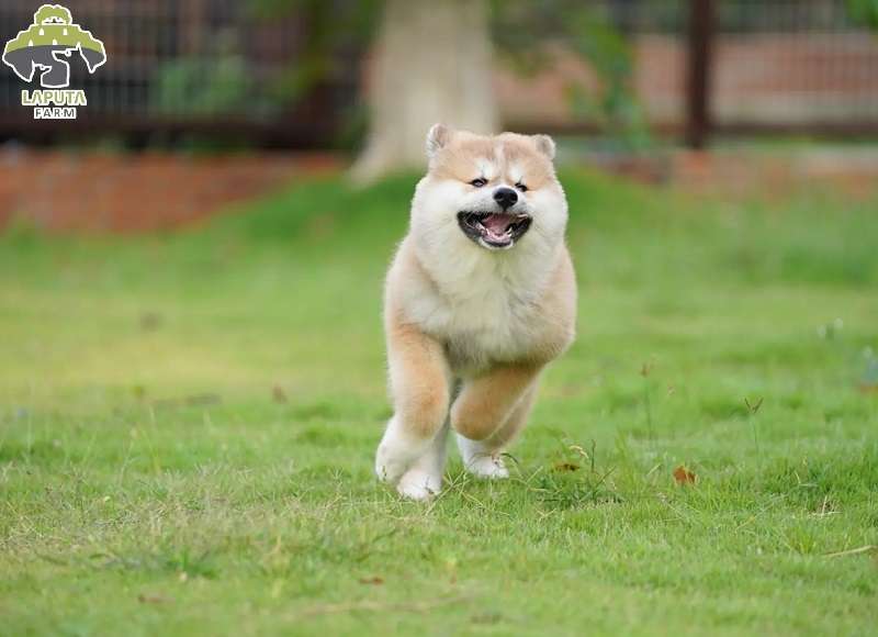 Fide dòng akita inu Fide dòng akita inu