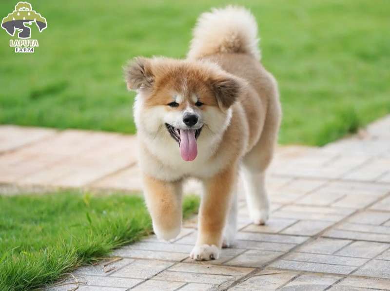 Fide dòng akita inu Fide dòng akita inu