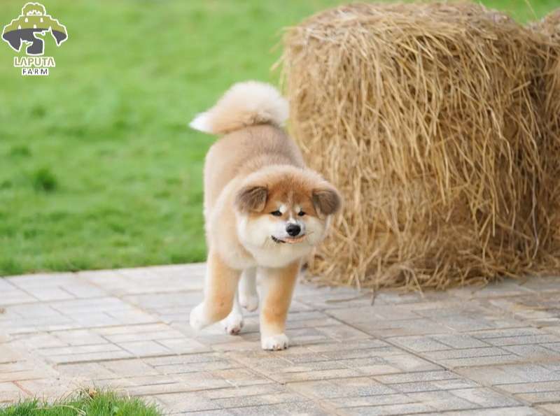 Fide dòng akita inu Fide dòng akita inu