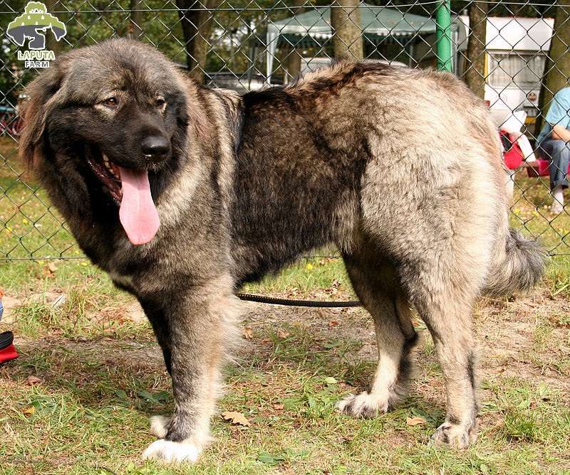 Giá phân phối chó Caucasian Ovcharka