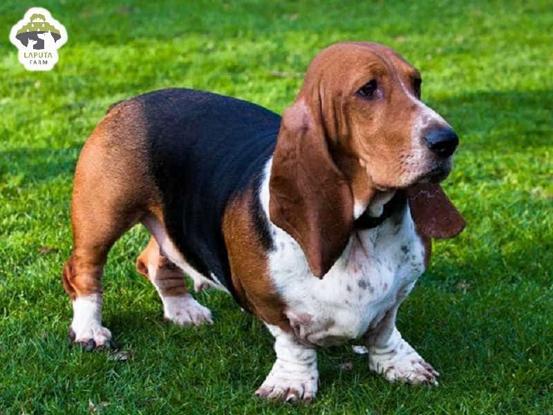 Môi trường sống chó Basset Hound