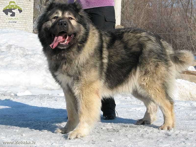 Nguồn gốc Chó Caucasian Ovcharka