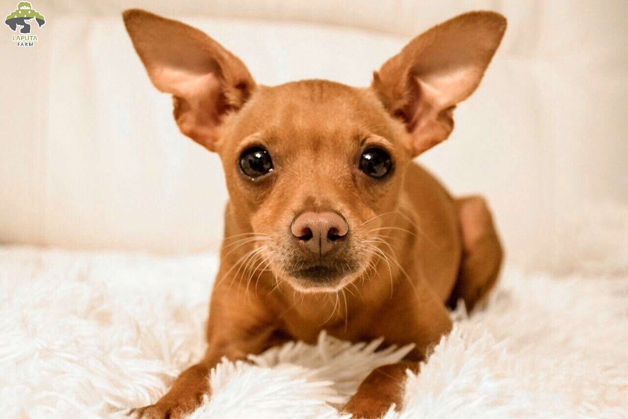 Phân loại chó Chihuahua