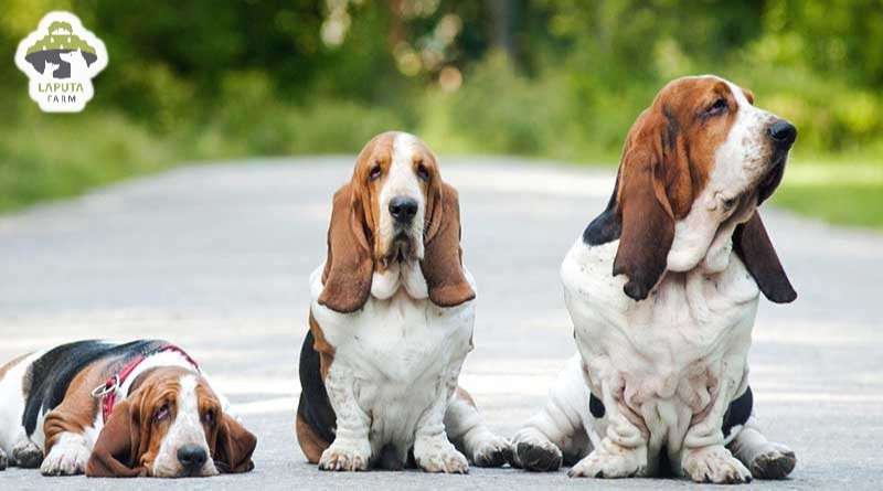 Yếu tố ảnh hưởng đến giá chó Basset Hound