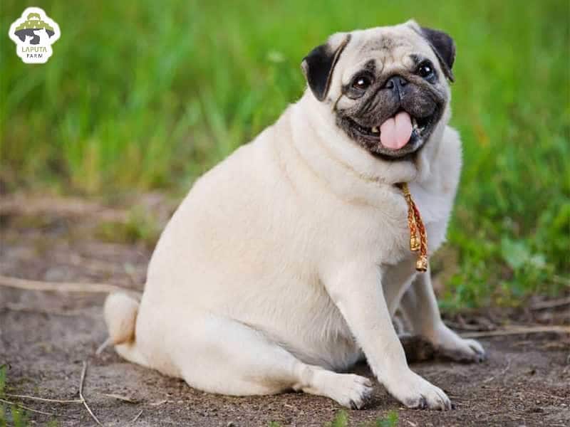 Cách huấn luyện chó Pug