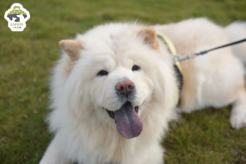 Các yếu tố ảnh hưởng tới giá chó Chow Chow