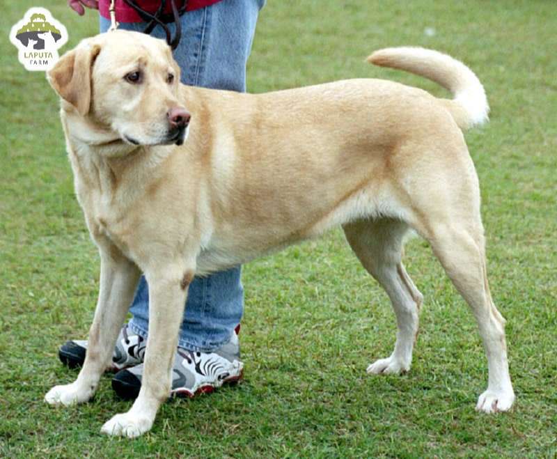 Cách huấn luyện chó Labrador Retriever