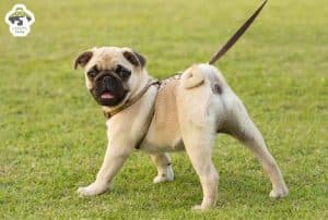 Cách huấn luyện chó Pug