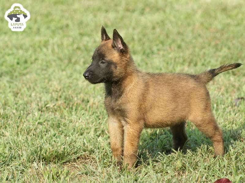 Chế độ dinh dưỡng của chó Malinois