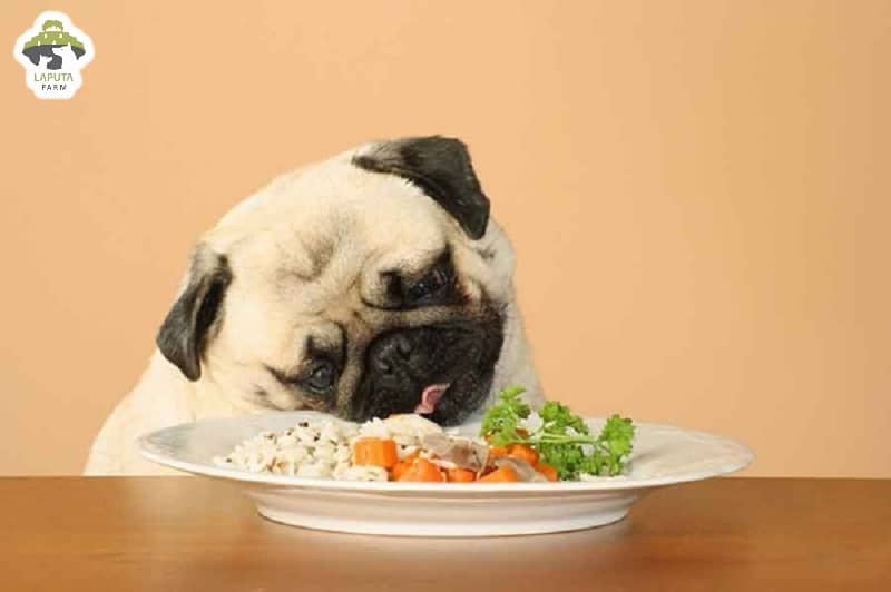 Chế độ dinh dưỡng của chó Pug