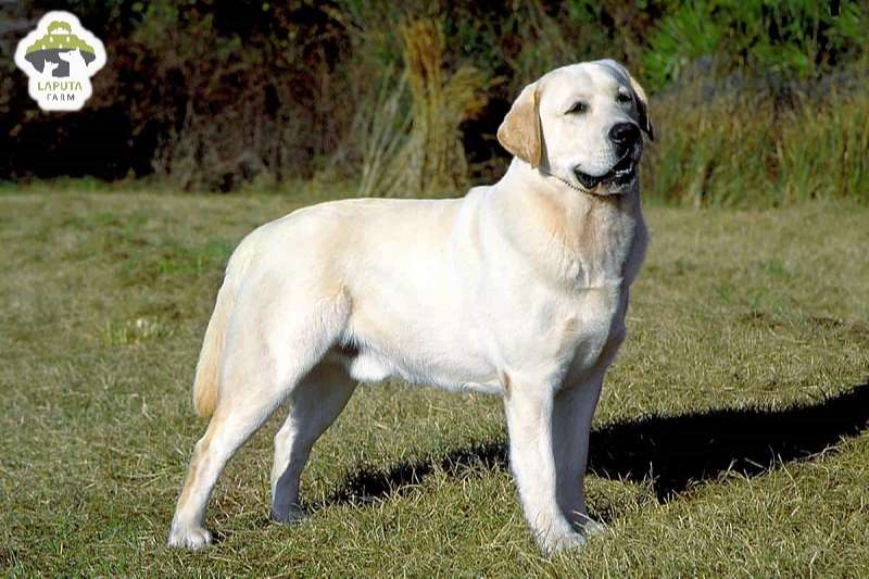 Đặc điểm ngoại hình của chó Labrador Retriever