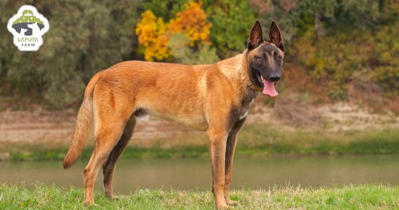 Đặc điểm ngoại hình của chó Malinois