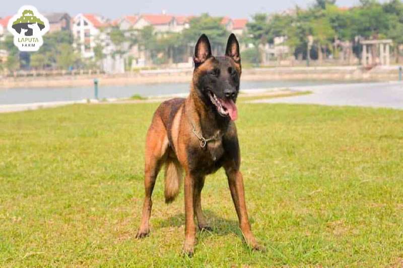 Môi trường sống chó Malinois