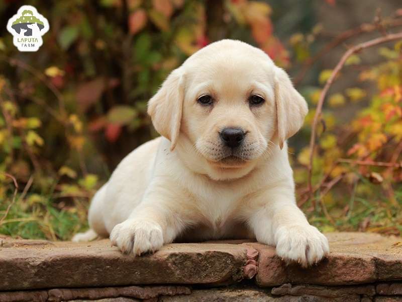 Yếu tố ảnh hưởng đến giá chó Labrador Retriever