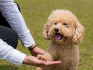 14 bài huấn luyện chó cơ bản