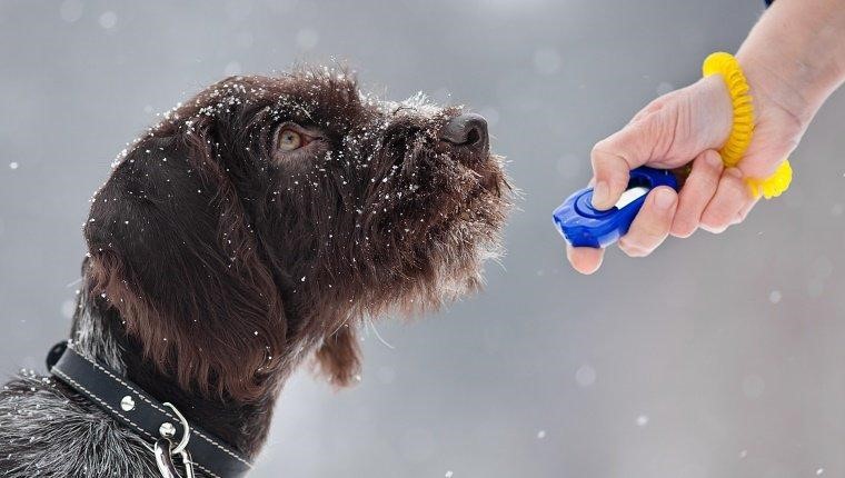 Cách huấn luyện chó con mới về nhà
