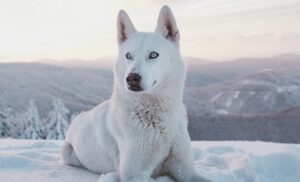 Chó Alaska trắng