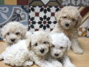 Cách huấn luyện chó con 2 tháng tuổi