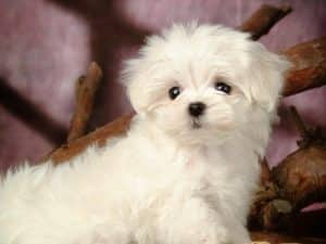 Cách nuôi chó Poodle 2 tháng tuổi