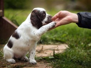 Cách dạy chó bắt tay