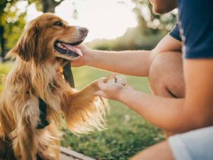 cách huấn luyện chó hiền thành chó dữ