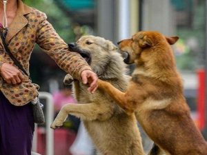 Cách huấn luyện chó cỏ