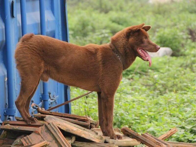 Cách huấn luyện chó H'Mông Cộc đuôi
